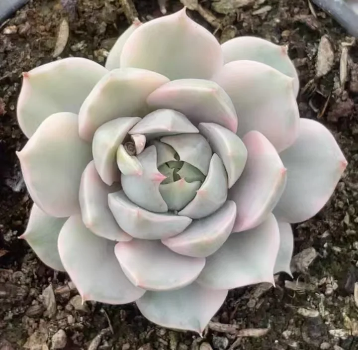 plant Aeonium Echeveria Haworthia  Caudex  Lithops Cactus  Agave 