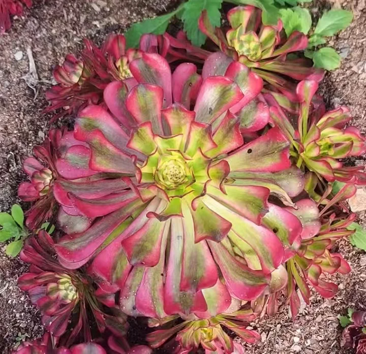 plant Aeonium Echeveria Haworthia  Caudex  Lithops Cactus  Agave 