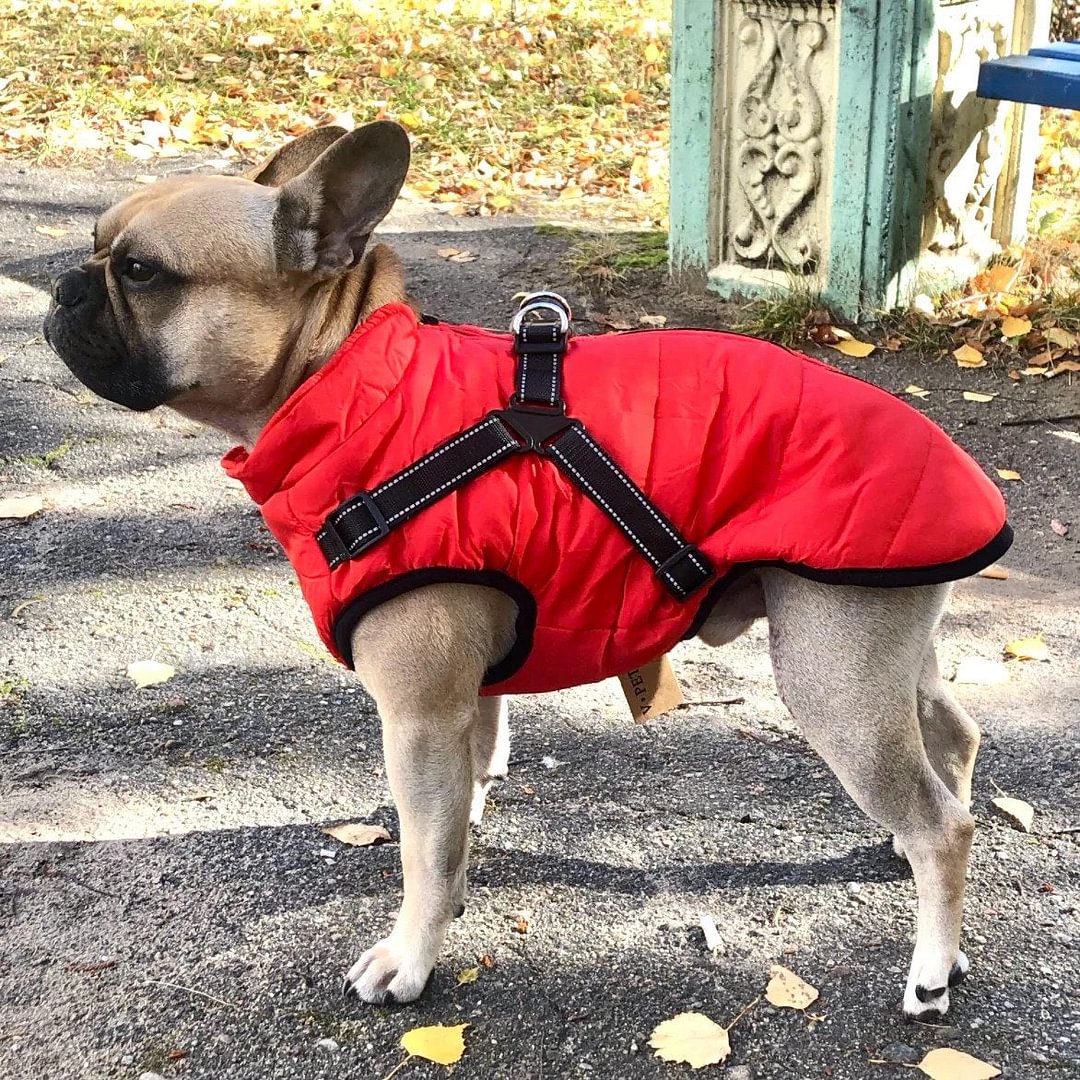 Pup Royal Furry Jacket