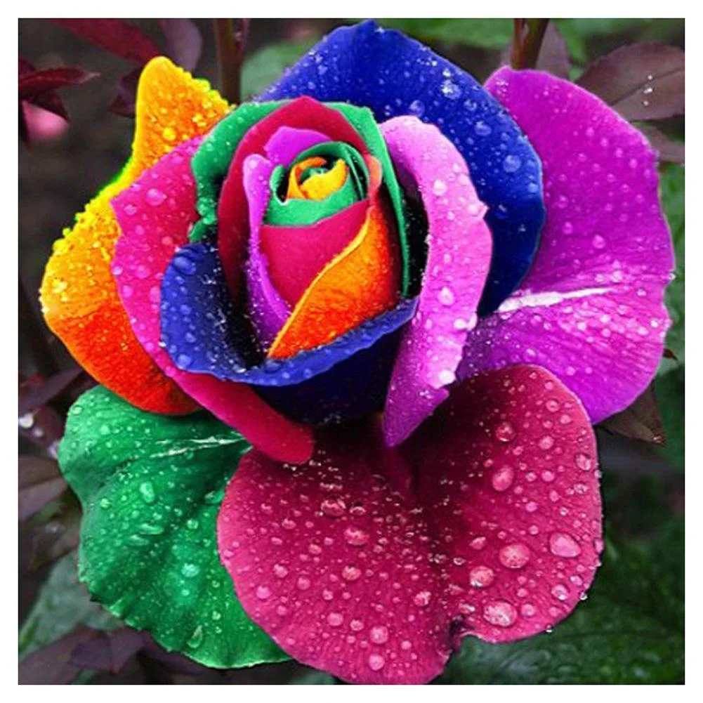 Diamond Painting - Partial Round Drill - Colorful Rose(30*30cm)