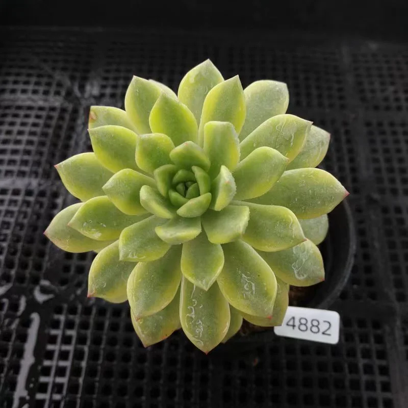 476.Echeveria  Marcus var.  Single head 4-5cm/ Echeveria / Succulent plants / Garden landscape / Carefully select healthy plants