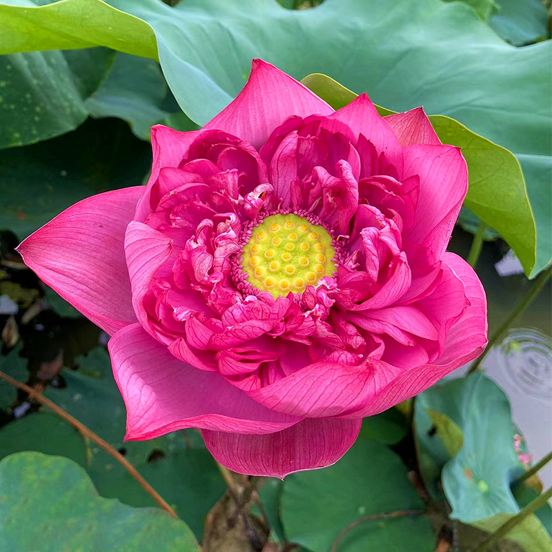 🪷Bonsai Double Lotus Seeds-Pure Heart