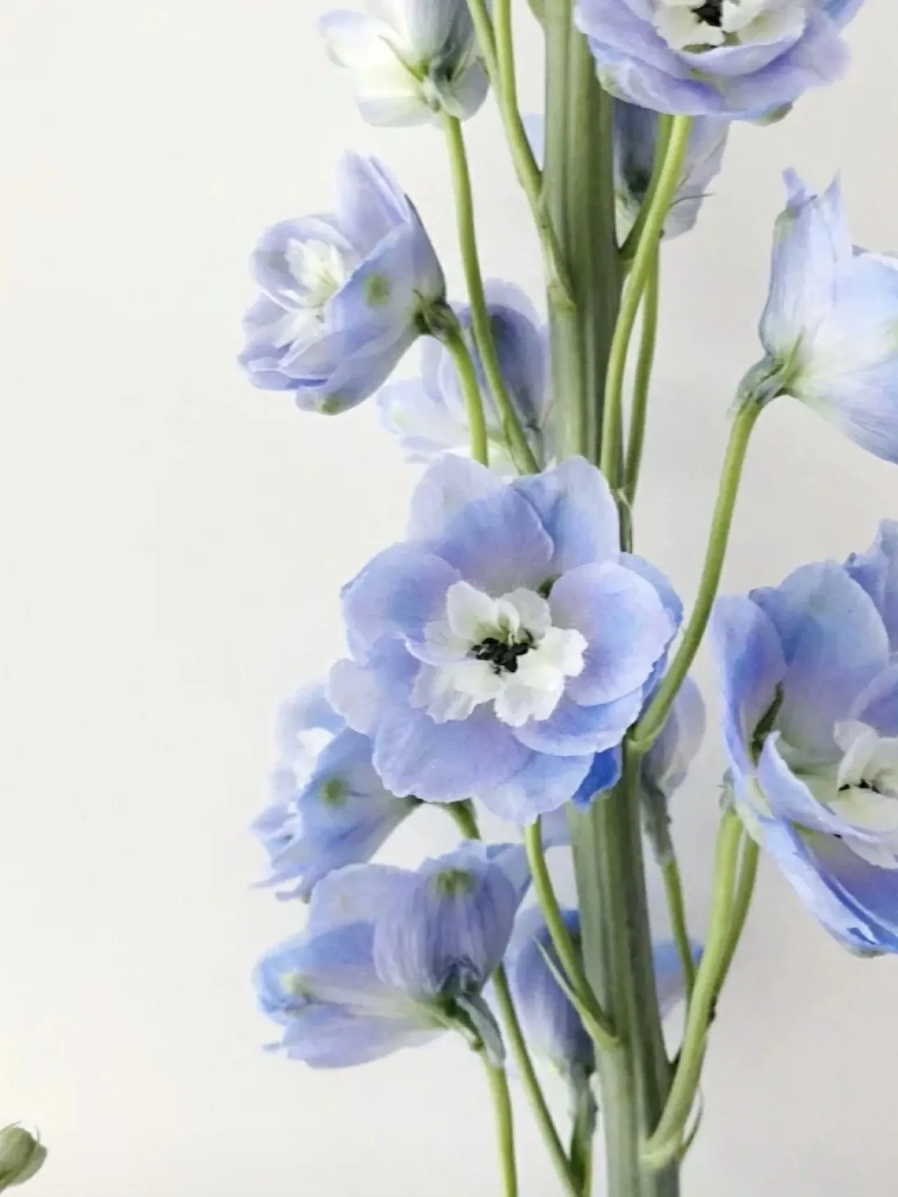 Delphinium Seeds-Mixed 7 Colors