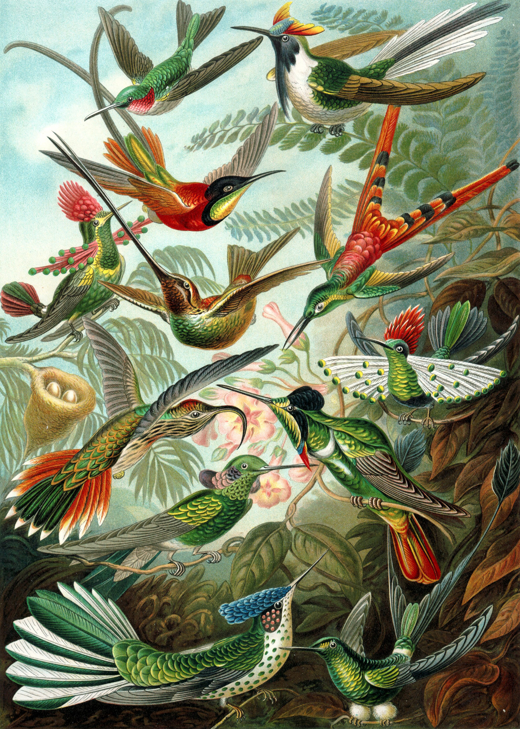 Trochilidae (Hummingbirds) - Paint by Numbers