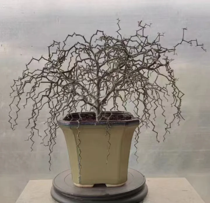 662. Decaryia madagascariensis Choux  cutting 10cm /Cactus plants /Succulent plants/ Garden landscape / Carefully select healthy plants