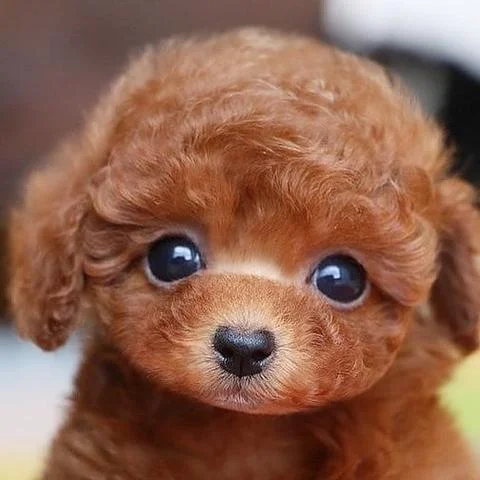 emma recuero realistic teddy dog