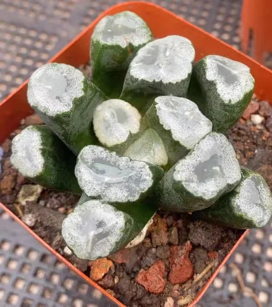 cy34.Haworthia Maughanii Residual Snow 4-5cm/ Haworthia/ Succulent plants / Garden landscape / Carefully select healthy plants
