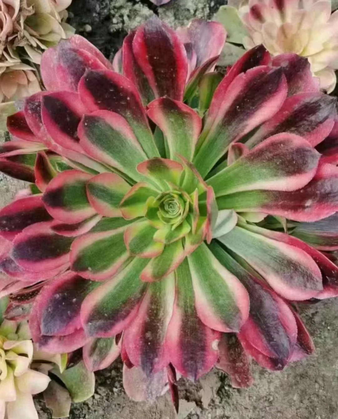 1110. Mai Shiranui cluster 12-15cm/Aeonium cluster/Aeonium plants / Succulent plants / Garden landscape / Carefully select healthy plants