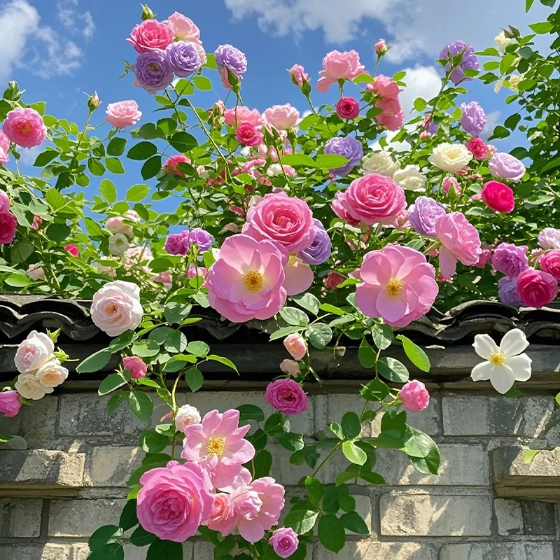 💐Five Color Roses - Climbing Rose🌹
