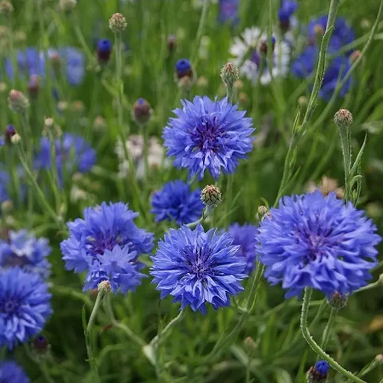 thumbnail image 2 of 300 Bachelor Button Tall Mixed Flower Seeds – USA Grown, New Crop 2 of 4
