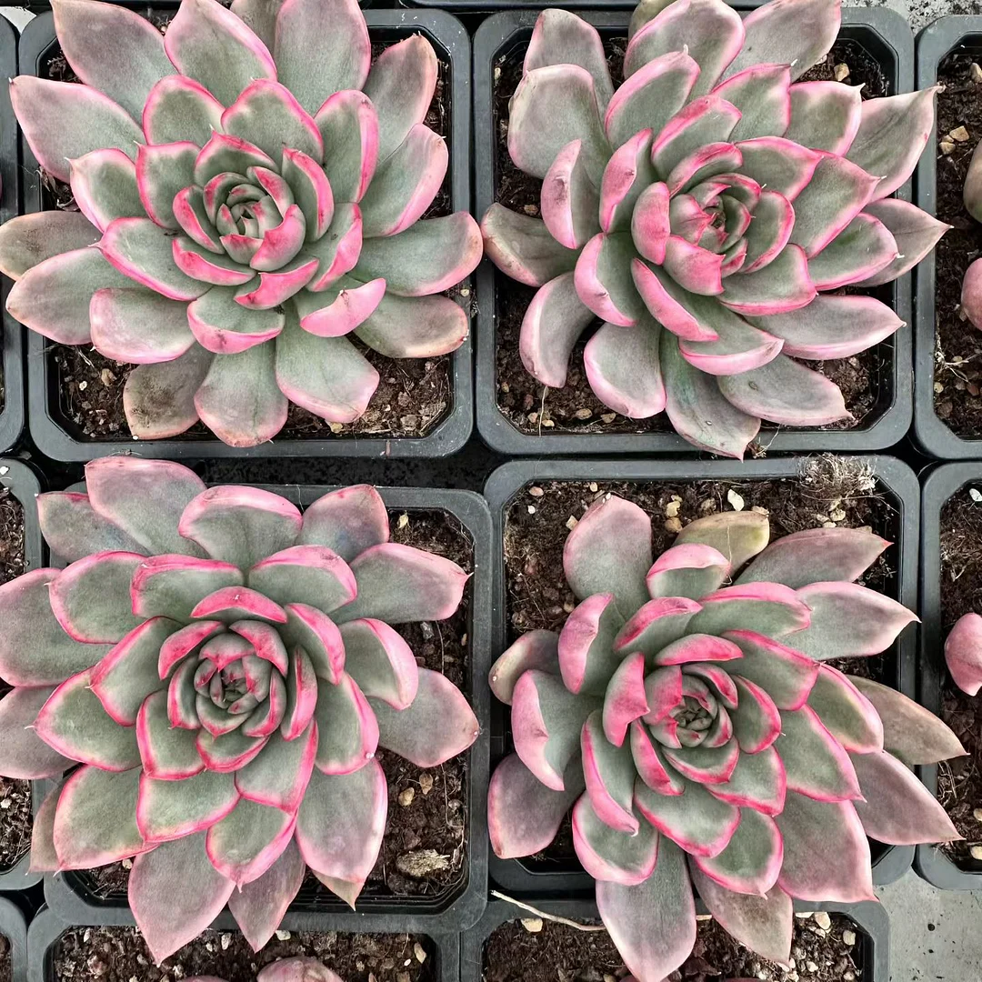 plant Aeonium Echeveria Haworthia  Caudex  Lithops Cactus  Agave 