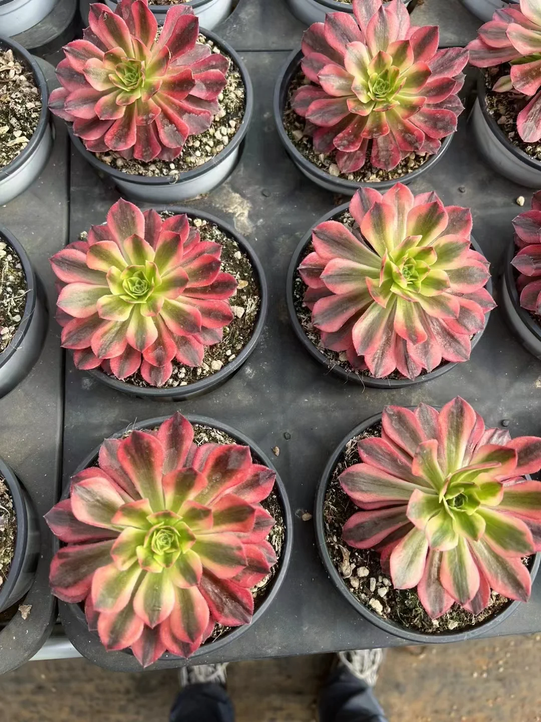 plant Aeonium Echeveria Haworthia  Caudex  Lithops Cactus  Agave 