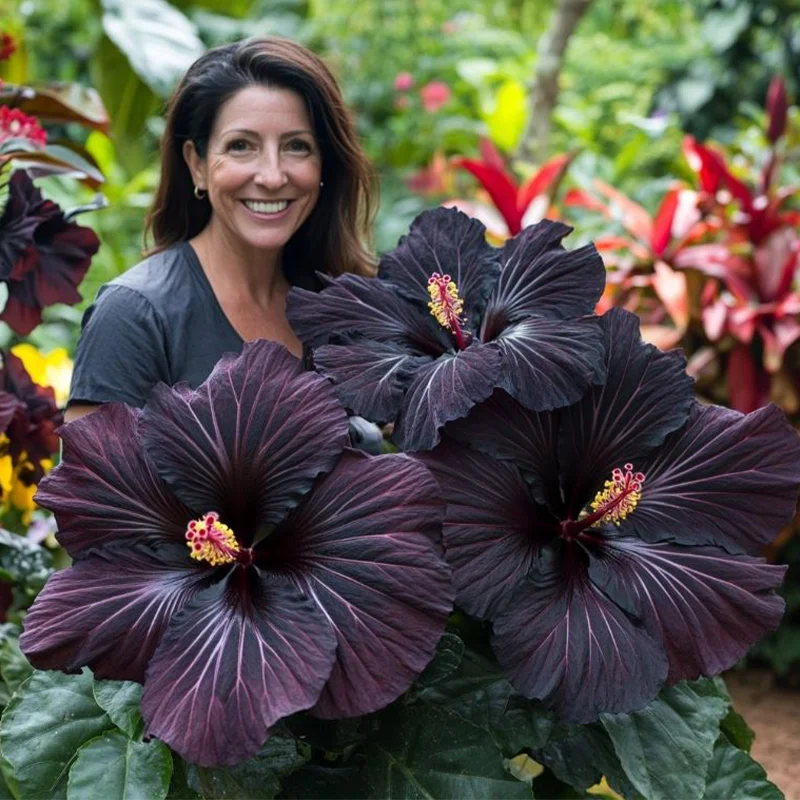 Hibiscus Bi-Color Plants - Black Velvet