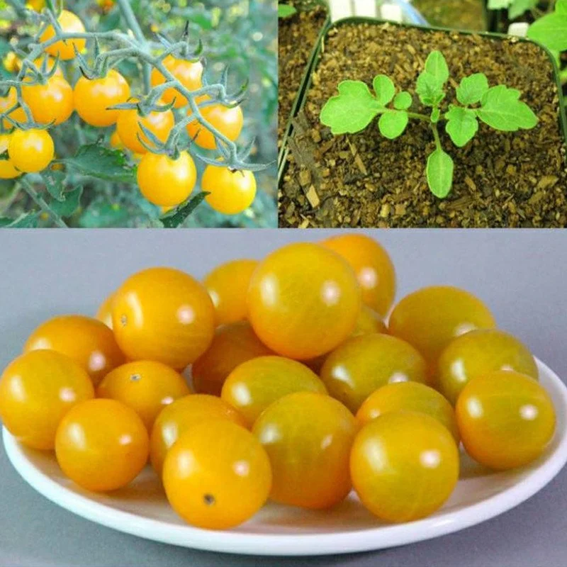 Wild Galapagos Island Tomato