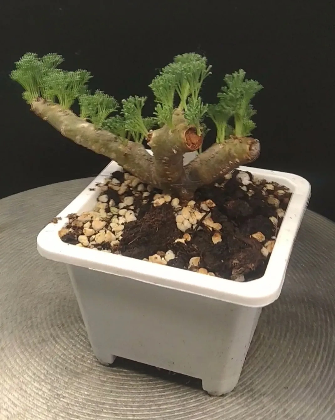 plant Aeonium Echeveria Haworthia  Caudex  Lithops Cactus  Agave 