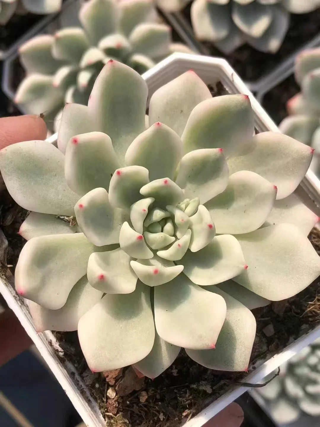 plant Aeonium Echeveria Haworthia  Caudex  Lithops Cactus  Agave 