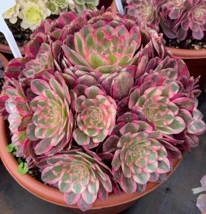 plant Aeonium Echeveria Haworthia  Caudex  Lithops Cactus  Agave 