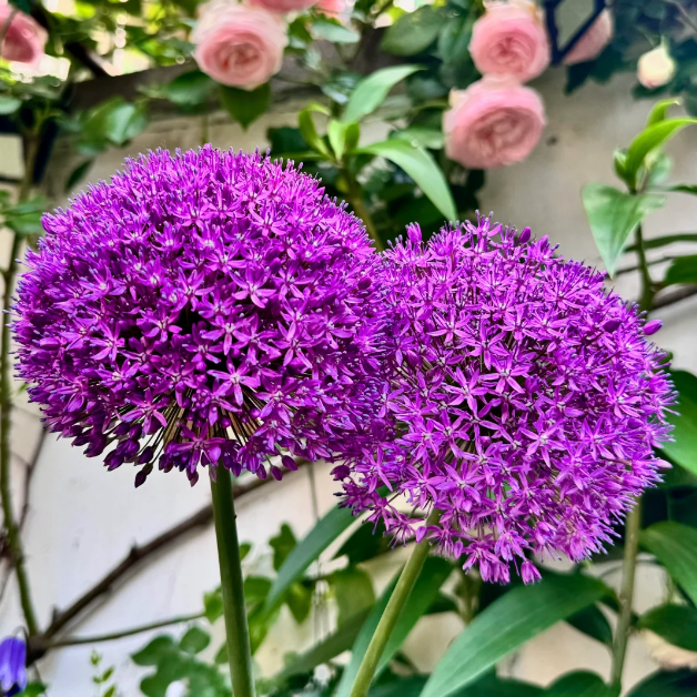 💜Giant Allium—Garden Outdoor Beautiful Flowers Bonsai Plants