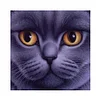 Cat | Full Round/Square Diamond Painting Kits | 20x20cm | 30x30cm