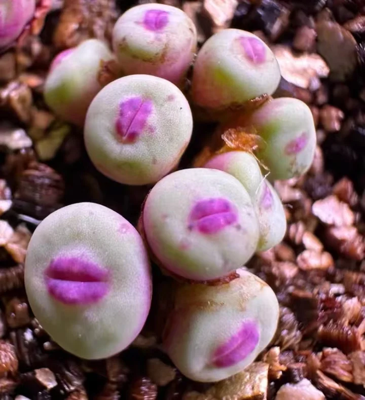 plant Aeonium Echeveria Haworthia  Caudex  Lithops Cactus  Agave 