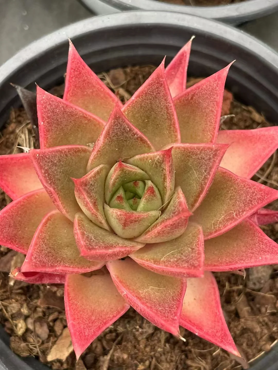 plant Aeonium Echeveria Haworthia  Caudex  Lithops Cactus  Agave 