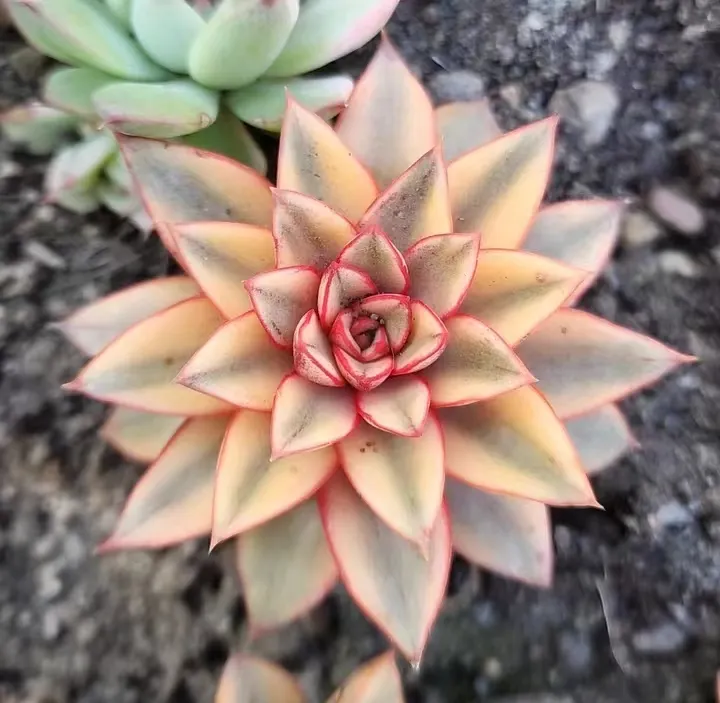 plant Aeonium Echeveria Haworthia  Caudex  Lithops Cactus  Agave 