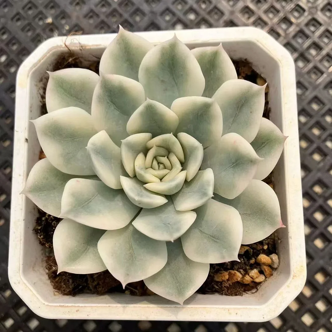 plant Aeonium Echeveria Haworthia  Caudex  Lithops Cactus  Agave 