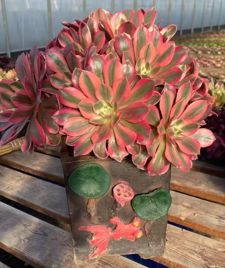 plant Aeonium Echeveria Haworthia  Caudex  Lithops Cactus  Agave 