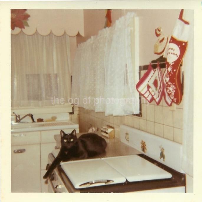 FOUND Photo Poster painting ColorSnapshot KITCHEN CAT 1960's 110 14 H