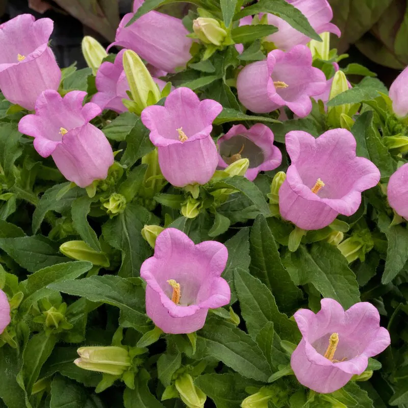 Chimes Flowers Seeds