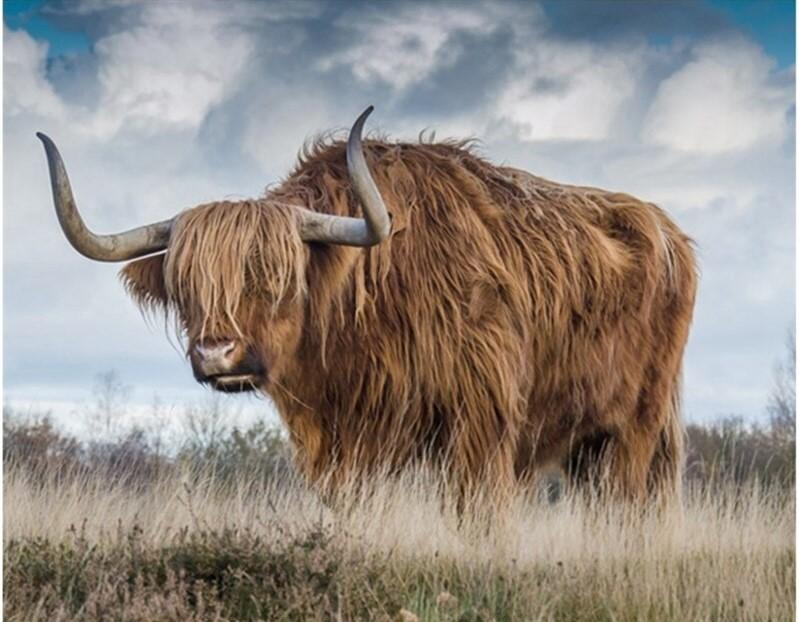 

Highland Cow – Paint By Numbers - 40*50CM, 501 Original