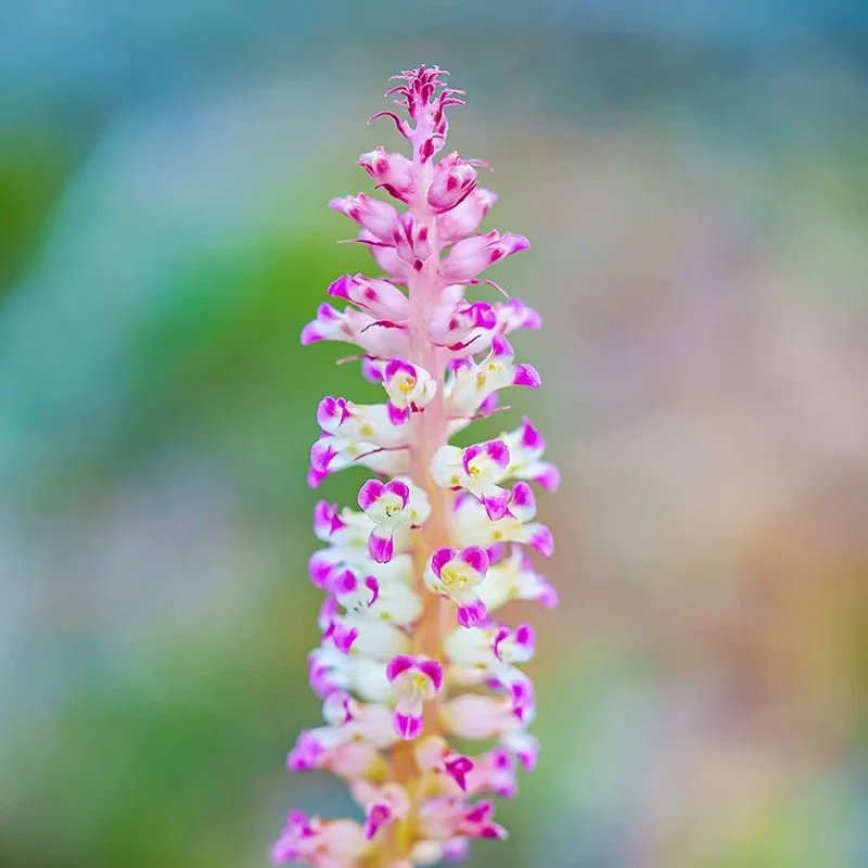 plant Aeonium Echeveria Haworthia  Caudex  Lithops Cactus  Agave 