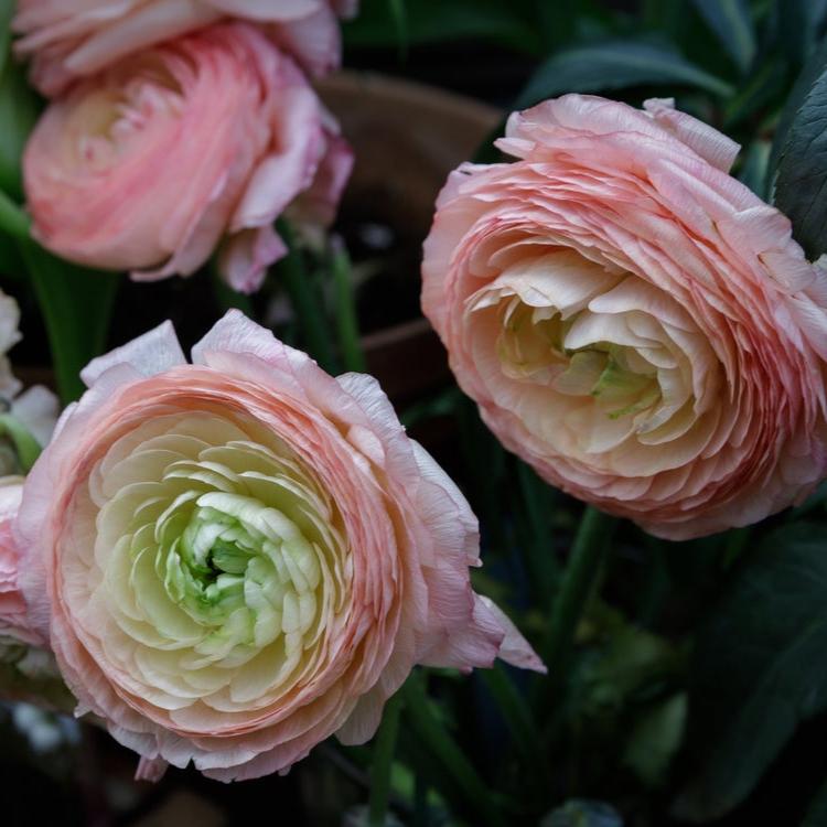Ranunculus Highline Marshmellow Flower | X 20 Seeds
