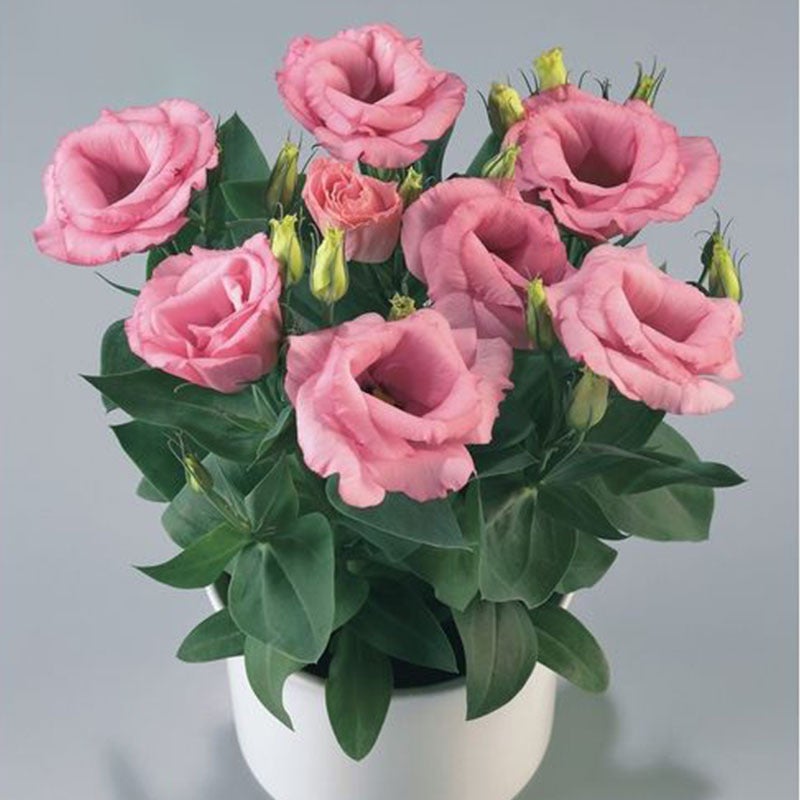 200Pcs Multicolor Eustoma Seeds Jonyparkseed®