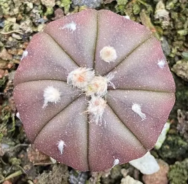 plant Aeonium Echeveria Haworthia  Caudex  Lithops Cactus  Agave 