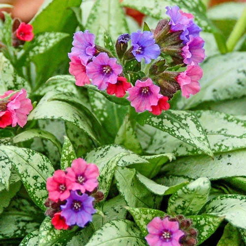 Silver Bouquet Lungwort