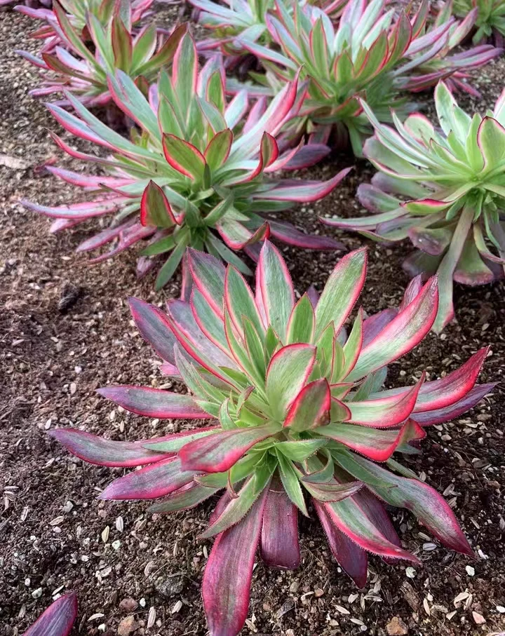 plant Aeonium Echeveria Haworthia  Caudex  Lithops Cactus  Agave 