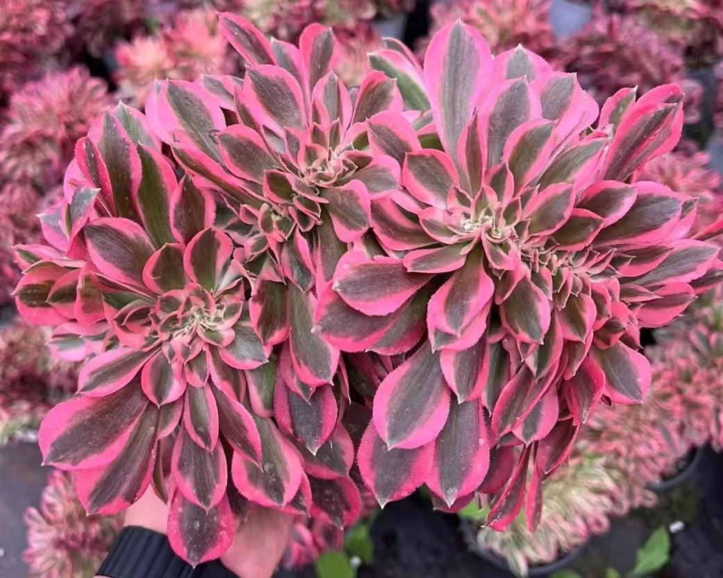 381.Pink lady crested cutting 6cm/ Aeonium crested /Aeonium plants / Succulent plants / Garden landscape / Carefully select healthy plants
