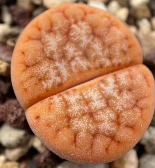 864.  Latte C309A  single head 1-1.4cm / Lithops and Conophytum  /  Succulent plants / Garden landscape / Carefully select healthy plants