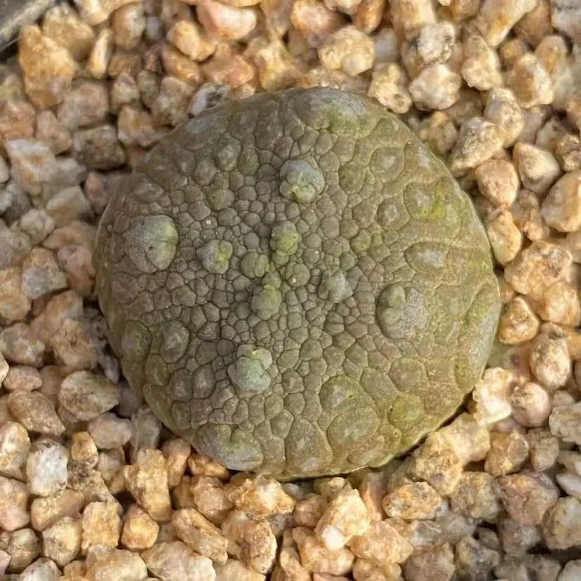 plant Aeonium Echeveria Haworthia  Caudex  Lithops Cactus  Agave 