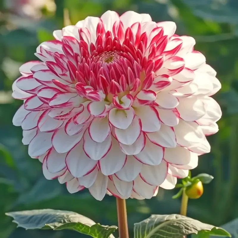 Dream Jewel-Double dahlia bulbs