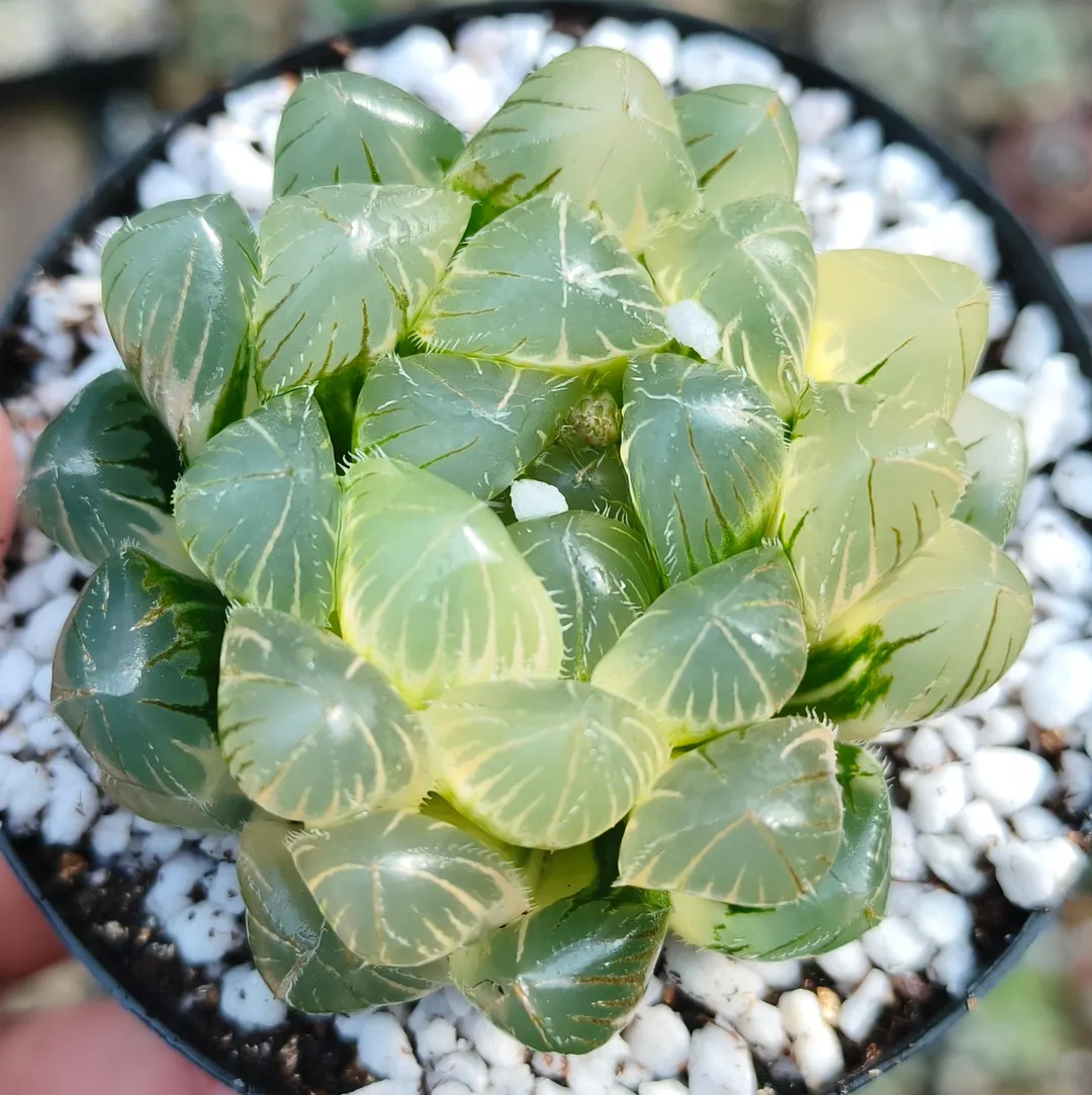 plant Aeonium Echeveria Haworthia  Caudex  Lithops Cactus  Agave 