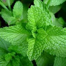500 Seeds Mint Seeds