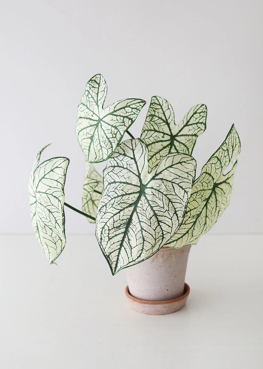 Variegated Tropical Caladium Fake Leaf Plant - 23