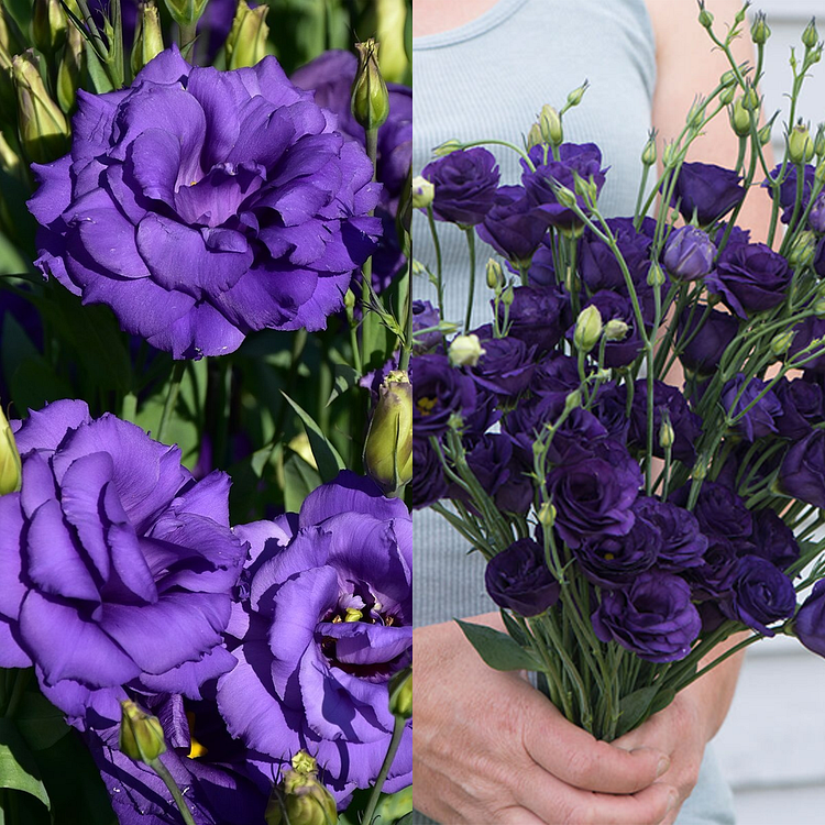 Lisianthus / Eustoma Grandiflorum Seeds | Rosesu