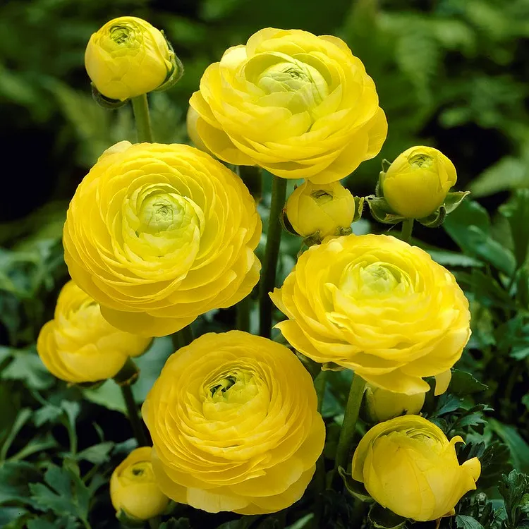 Multicolor Ranunculus Seeds