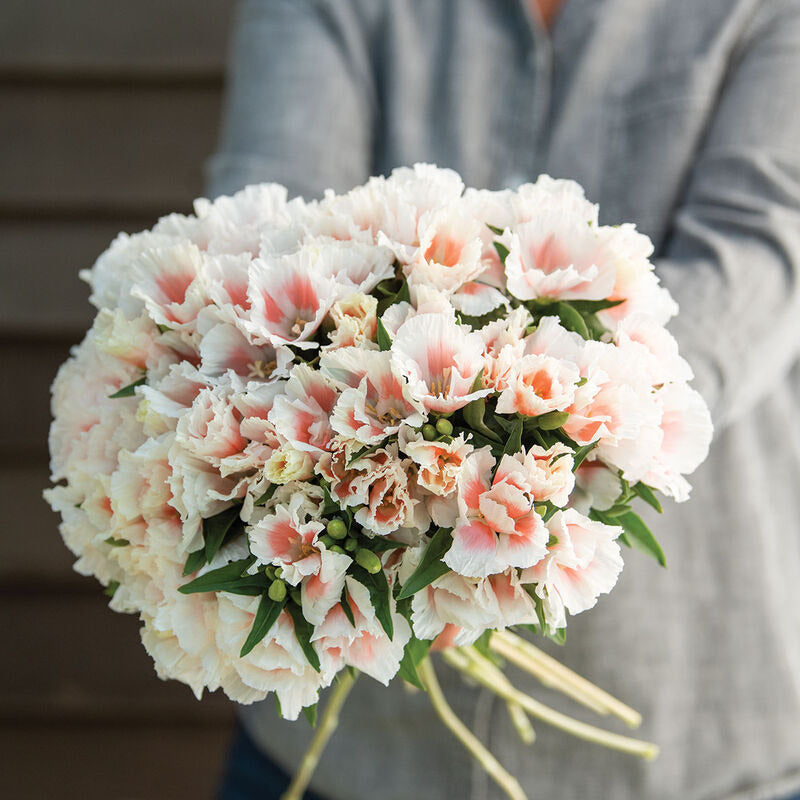 Godetia Grace Shell Pink Flower | X 20 Seeds