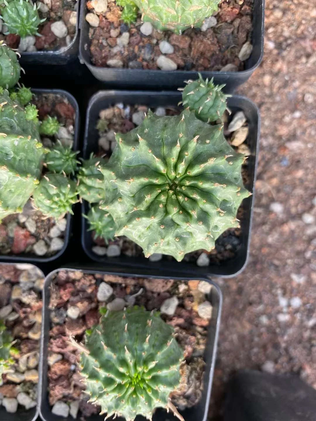 plant Aeonium Echeveria Haworthia  Caudex  Lithops Cactus  Agave 