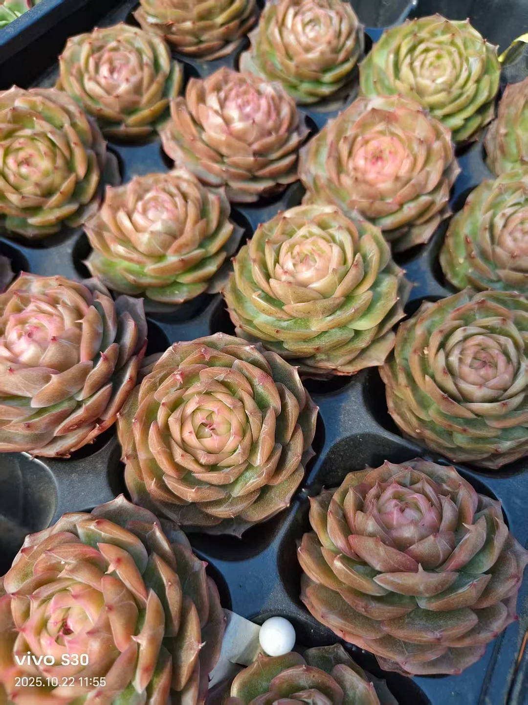 plant Aeonium Echeveria Haworthia  Caudex  Lithops Cactus  Agave 