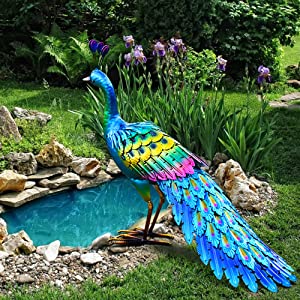 garden peacock